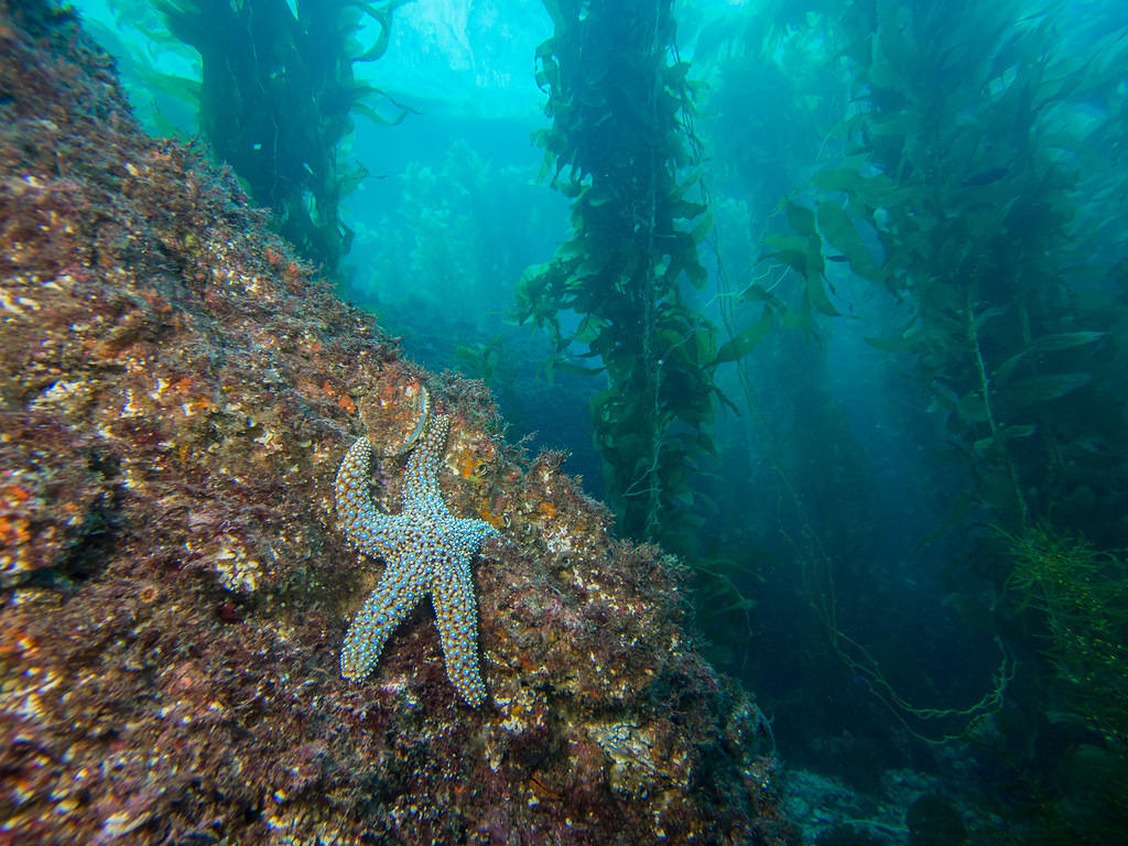 Starfish and kelp