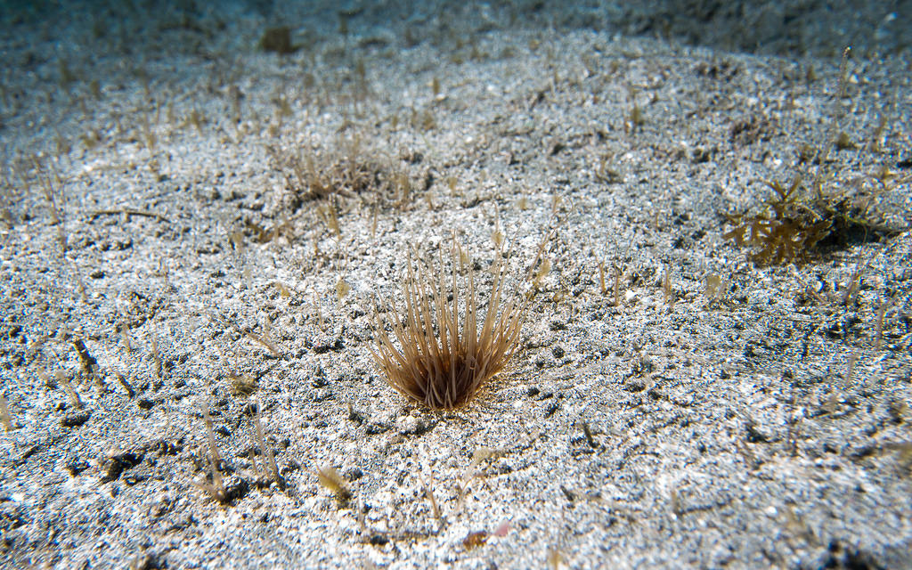 Brown anemone