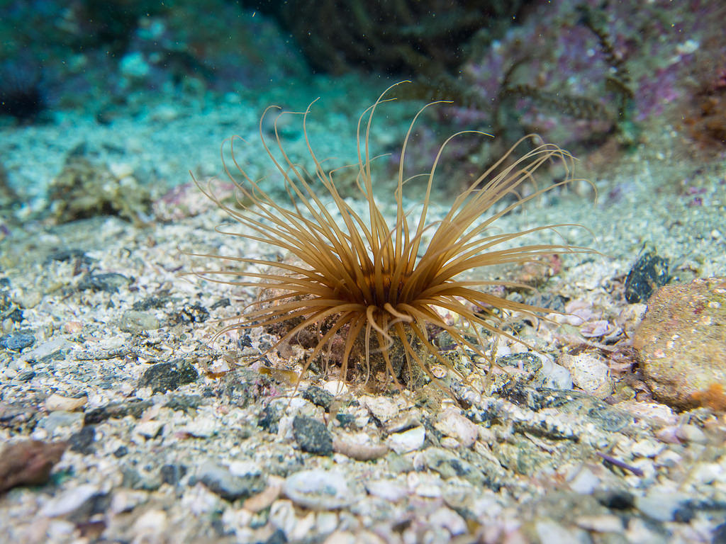 Brown tube dwelling anemone