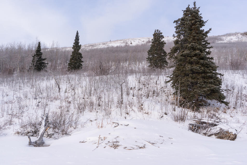 Unused beaver den