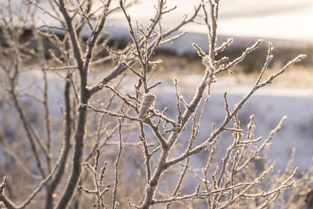 Frosty branches