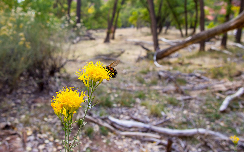 Yellow flower and bee