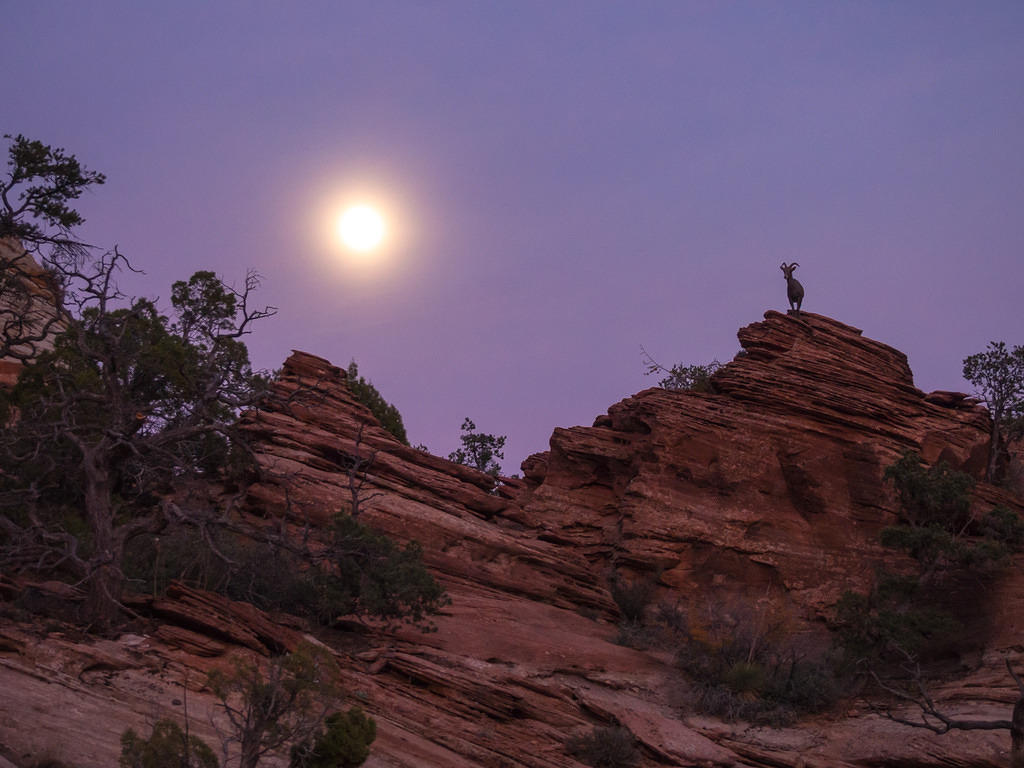 Zion bighorn sheep by moonlight