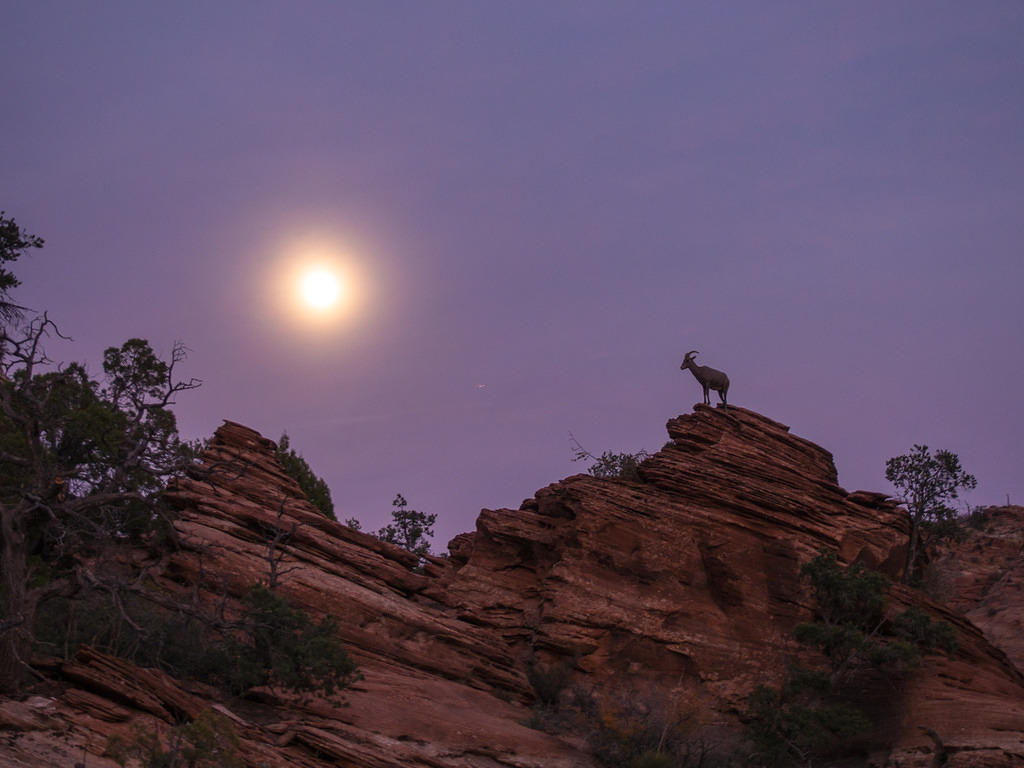 Zion bighorn sheep by moonlight