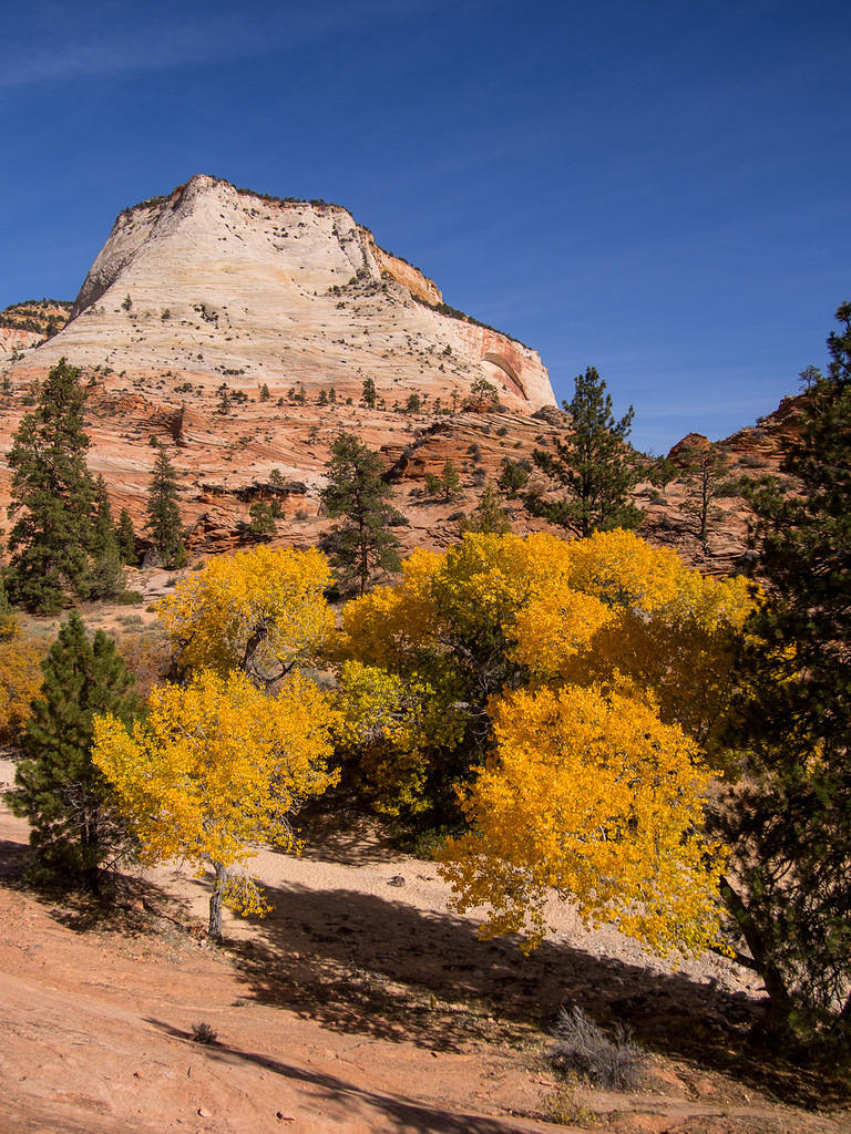 Fall yellow colors - Zion river bed