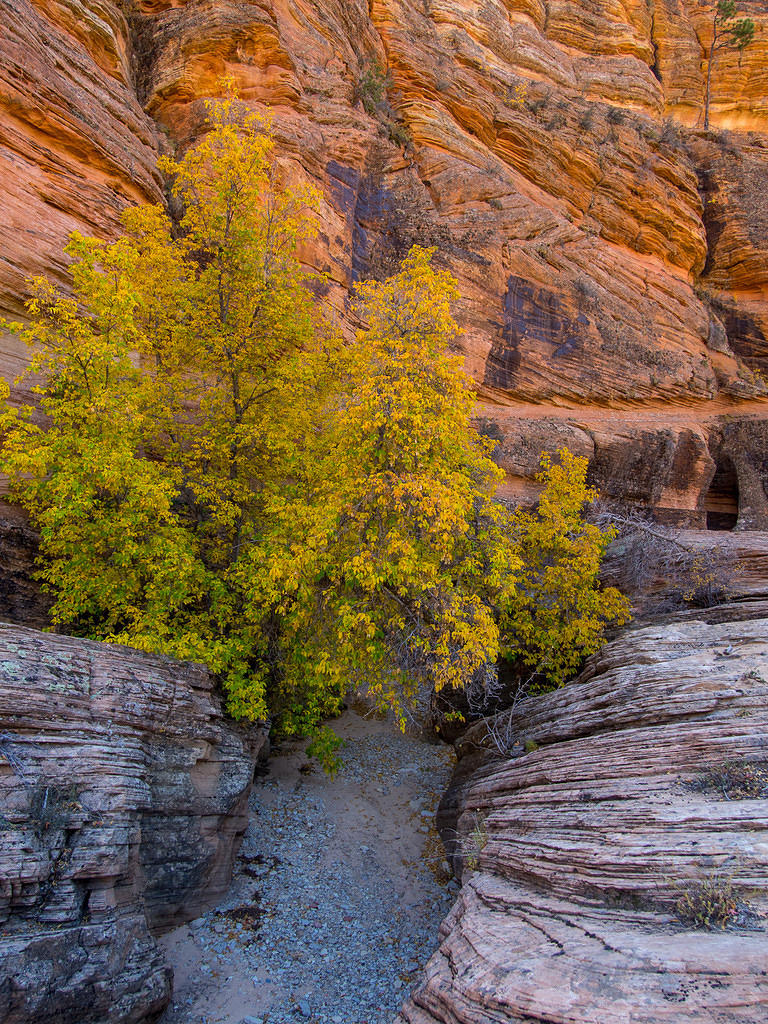 Fall colors