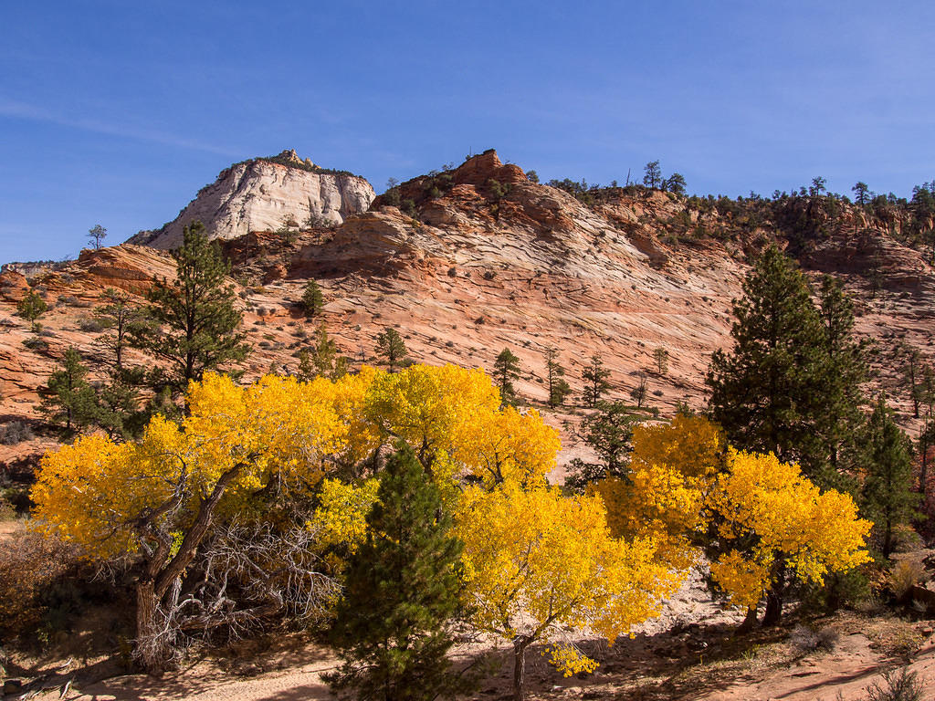 Yellow leaves - fall in Zion