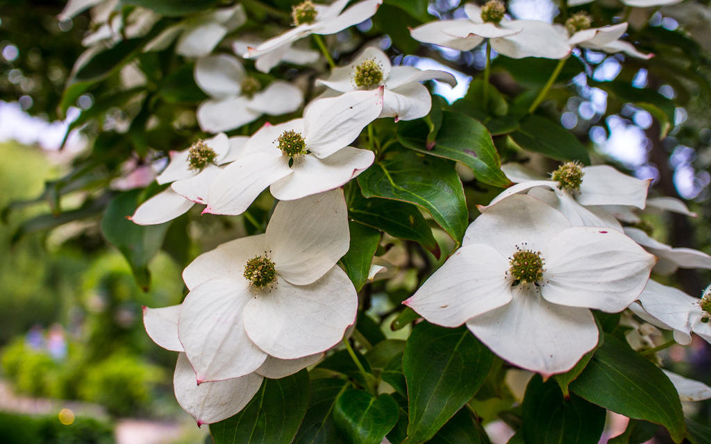 Dogwood flowers