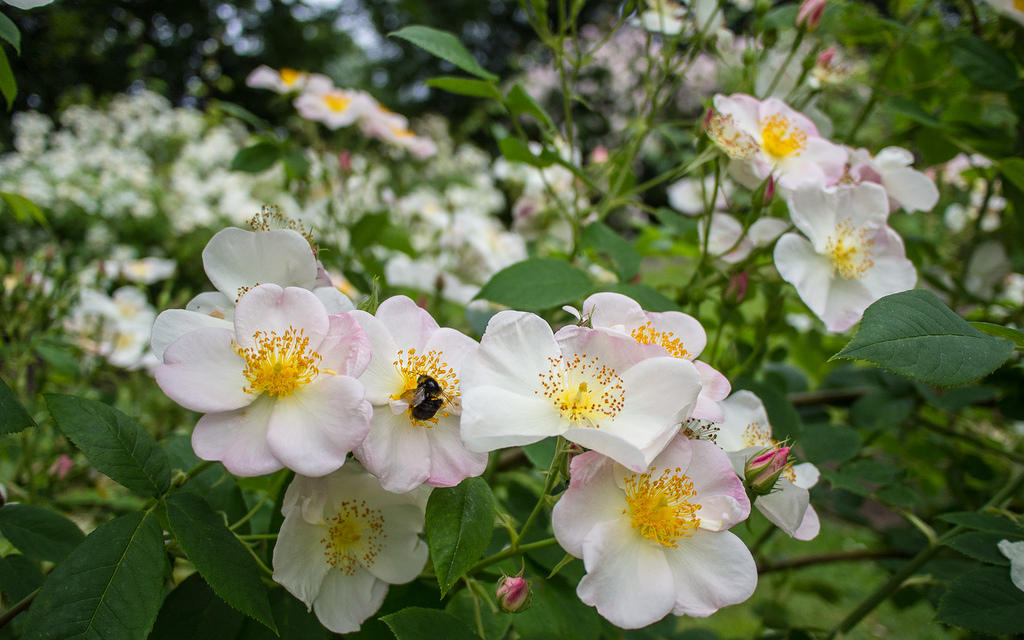 A bee and white roses