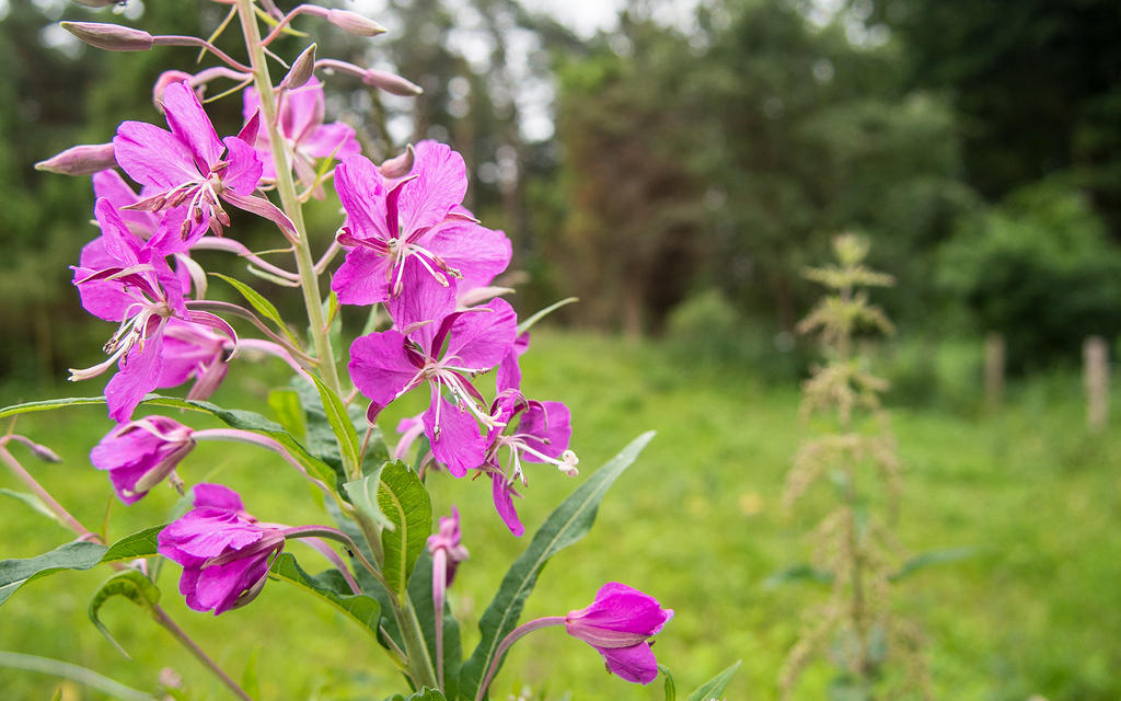 Fireweed flowers