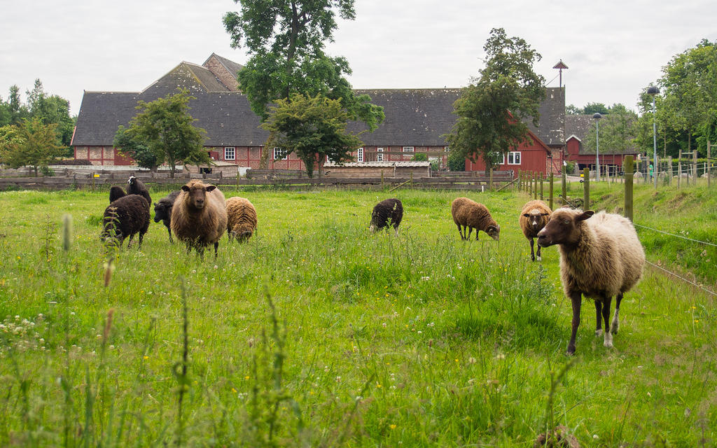 Fredriksdal sheep