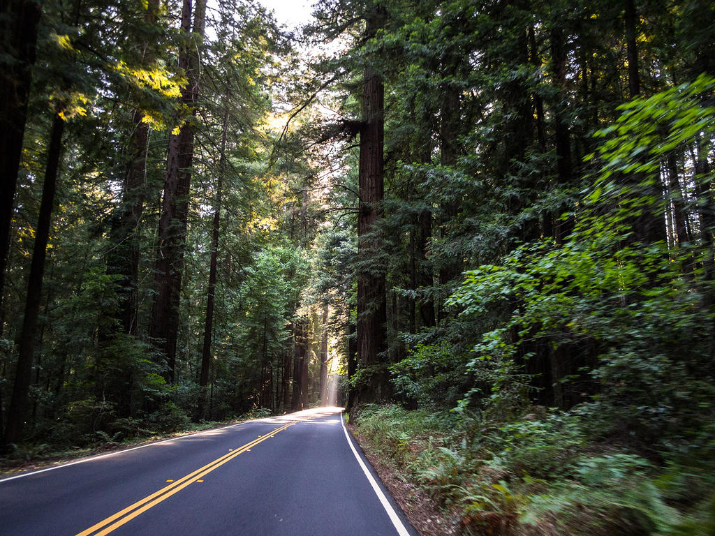 Avenue of the Giants