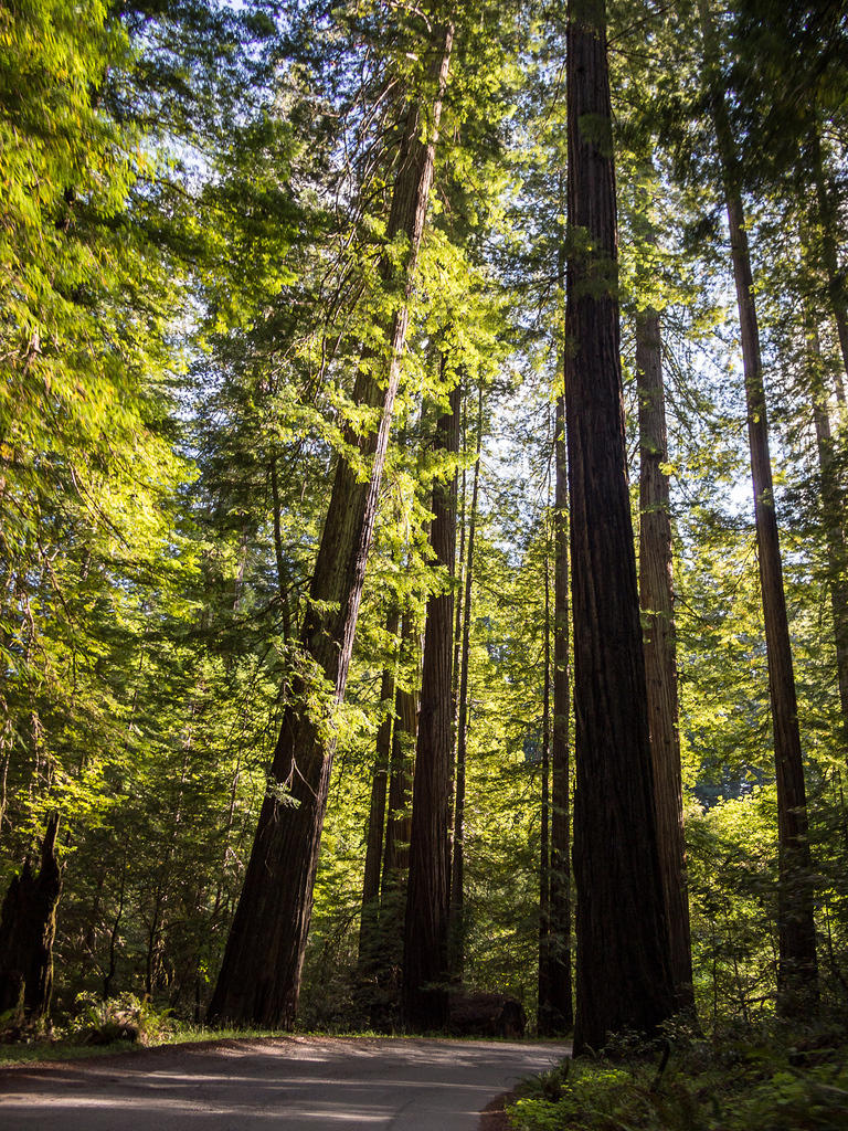 Avenue of the Giants