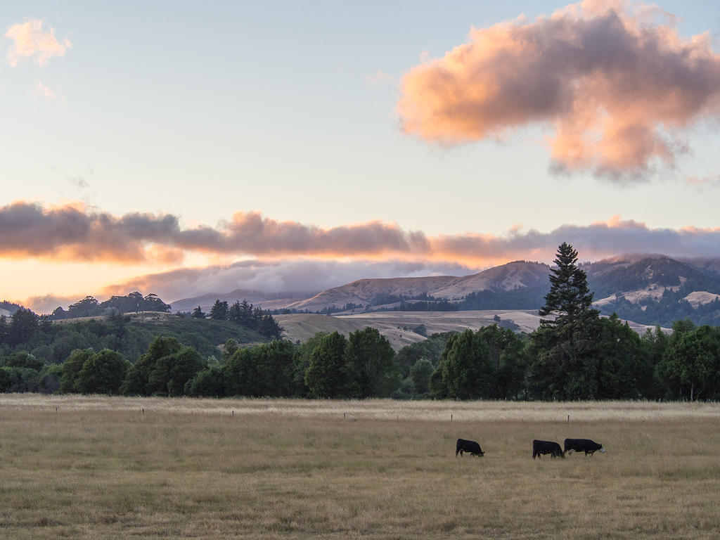 Sunset and cows