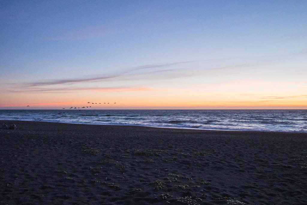 Pelacans at sunset