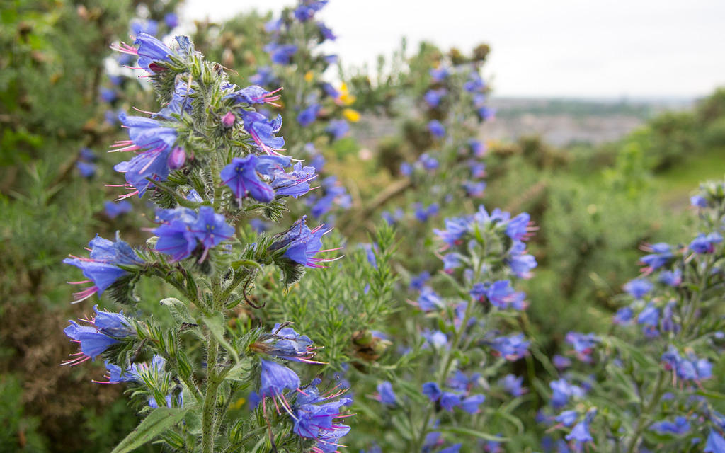 Blue flowers