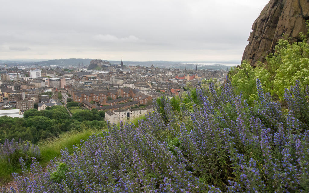 Blue flowers and Edinburgh