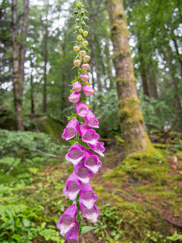 Foxglove