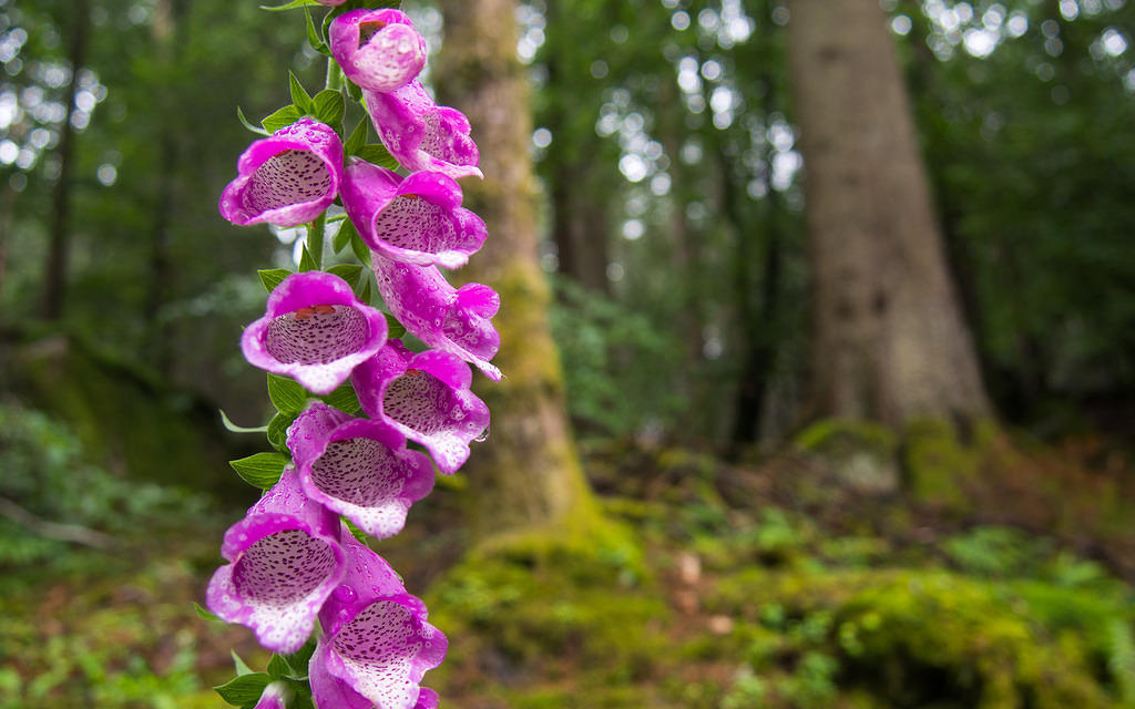 Foxglove detail