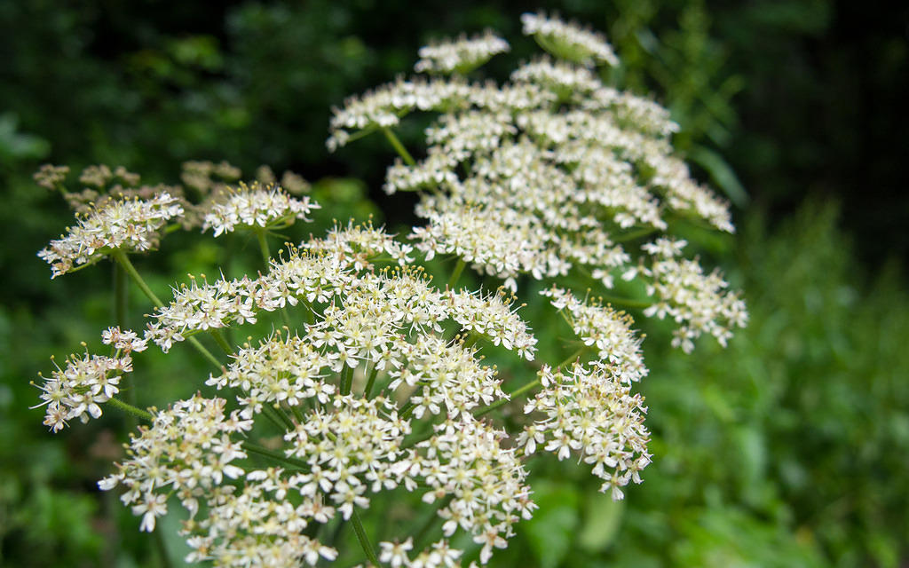 White flowers