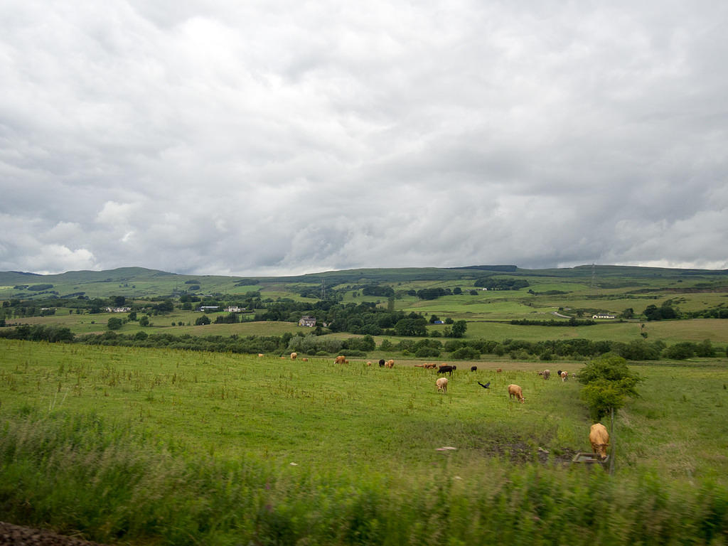 Happy cows