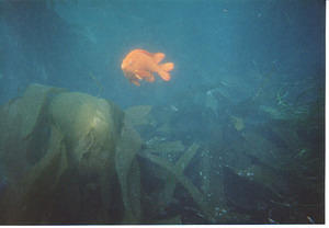 A garibaldi in the kelp at the cove