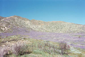 Anza-Borrego desert bloom