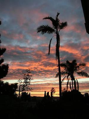 Sunset over palm trees and San Diego