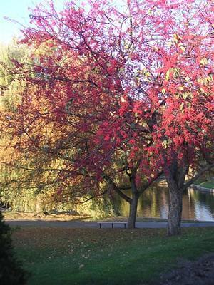 Fall colors