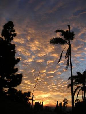 Palms and downtown San Diego at sunset