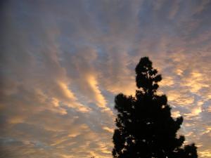 Spruce tree and the sunset