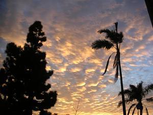 Trees and the Monet sky