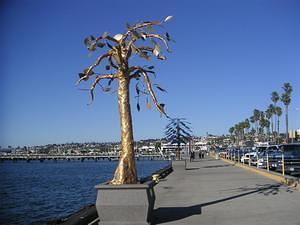 04.01.05 San Diego Harbor Urban Trees