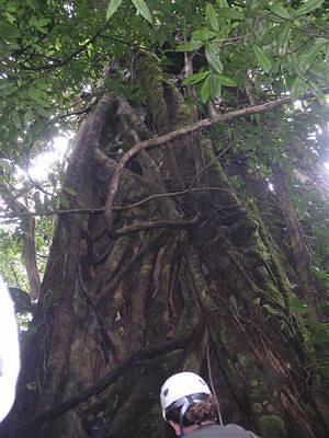 Getting ready to climb inside a tree