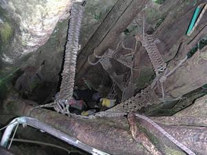 Looking down the inside of a tree as Anna climbs up