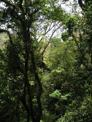 Zipline through the canopy