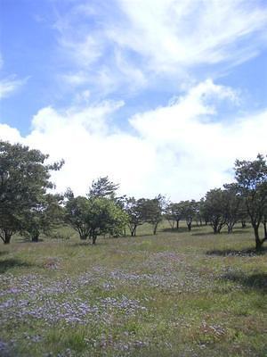 Field of wild flowers