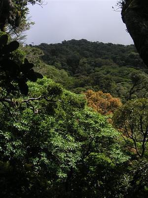 Canopy view