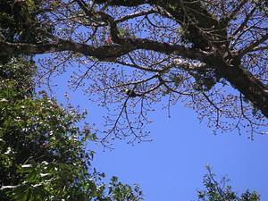 Toucan in the tree