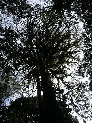 Cloud forrest trees