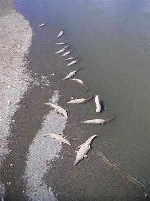 Crocodiles sunning in the river