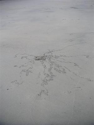 Crab trails