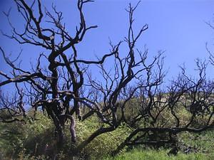 Charred trees, green grass