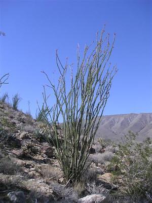 Ocotillo in the desert