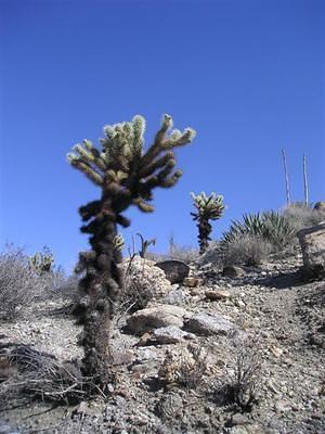 Cactus in the desert