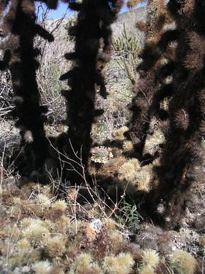 Cactus dropping spiny babies