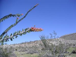 Ocotillo blooms