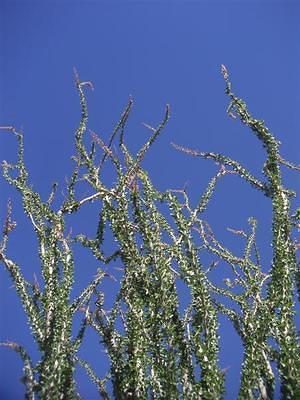 Ocotillo against the blue sky