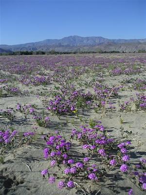 Purple desert blooms near Borrego Springs