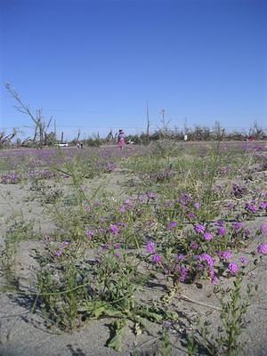 Purple desert flowers